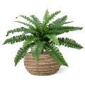 Boston Fern Deluxe bouquet de 45 cm