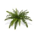 Boston Fern Deluxe x21 50 cm
