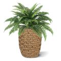 Boston Fern Deluxe bouquet de 65 cm