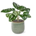 Monstera Adonsonii artificiel bouquet 30cm