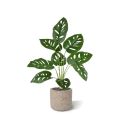 Monstera Adonsonii planta artificiais 40cm em vaso