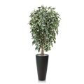 Ficus Exotica deluxe árvore artificial 150cm - variegada