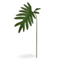 Folha de Philo Xanadu 55 cm