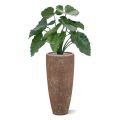 Alocasia Calidora 60cm