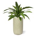 Planta artificial Asplenium Antiquum Fern 60cm
