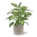 Dieffenbachia deluxe planta artificial 60cm