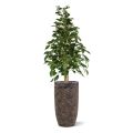 Ficus Exotica Artificial 120cm verde