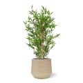 Árvore artificial de bambu japonês 90cm - resistente aos raios UV