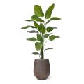 Planta artificiais Strelitzia Nicolai 210cm