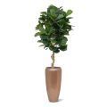 Lyrata deluxe planta artificial 155cm
