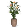 Strelitzia Deluxe 145cm