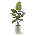 Planta artificial Strelitzia Nicolai 150cm