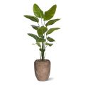Palmeira artificiais Strelitzia Nicolai 175cm
