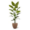 Palmeira artificial de Strelitzia Nicolai 225cm