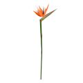 Strelitzia ramo Deluxe 90cm Laranja