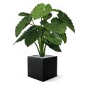 Alocasia Calidora 80cm