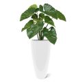 Aroma Artificial Alocasia Calidora 70 cm