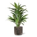 Planta artificial verde Draceana 80cm