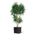 Draceana Reflexa XL árvore artificial 190cm - verde