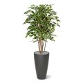Ficus Exotica Deluxe 125 cm variegated