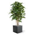 Ficus Exotica Deluxe 125 cm verde