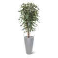 Ficus Exotica deluxe árvore artificial 180cm - variegada
