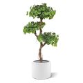 Ginkgo Bonsai árvore artificial 150cm