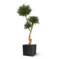 Oliveira Bonsai deluxe x3 árvore artificial 160cm
