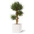 Árvore artificial de Bonsái de Oliveira sobre base 90cm