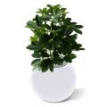 Janela Schefflera planta artificial 50cm