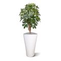 Planta artificial Schefflera sobre base 65cm