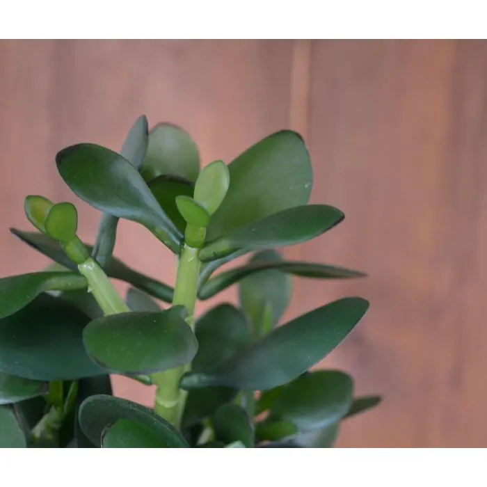 Crassula planta suculenta 30 cm