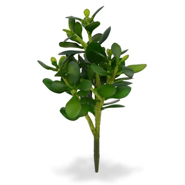 Crassula planta suculenta 30 cm