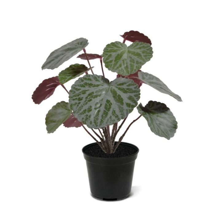 Saxifraga planta artificiais verde/vermelho 25cm em vaso de 10cm main product photo