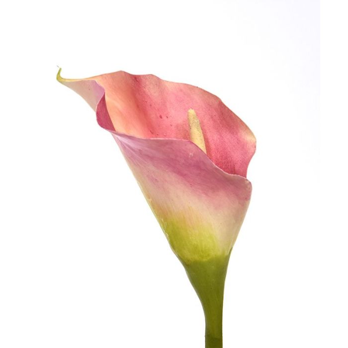 Calla artificial flor de luxo 55 cm rosa main product photo