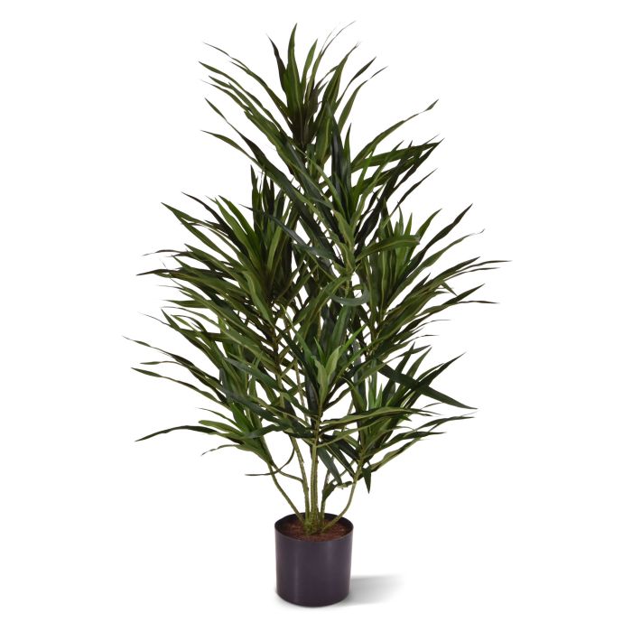 Draceana Reflexa Anita 70cm em pote main product photo