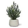 Planta de buxo artificiais 50cm verde-vermelho