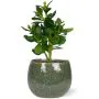 Crassula planta suculenta 30 cm
