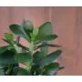 Crassula planta suculenta 30 cm