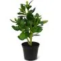 Crassula planta suculenta 30 cm