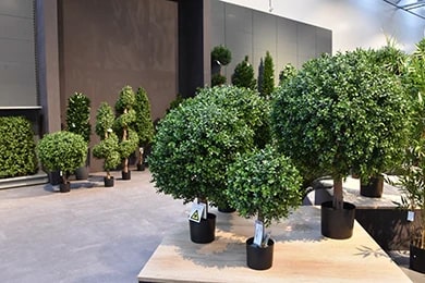 buxus showroom